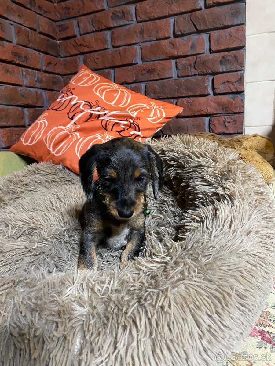 Jazvečík merle - 4