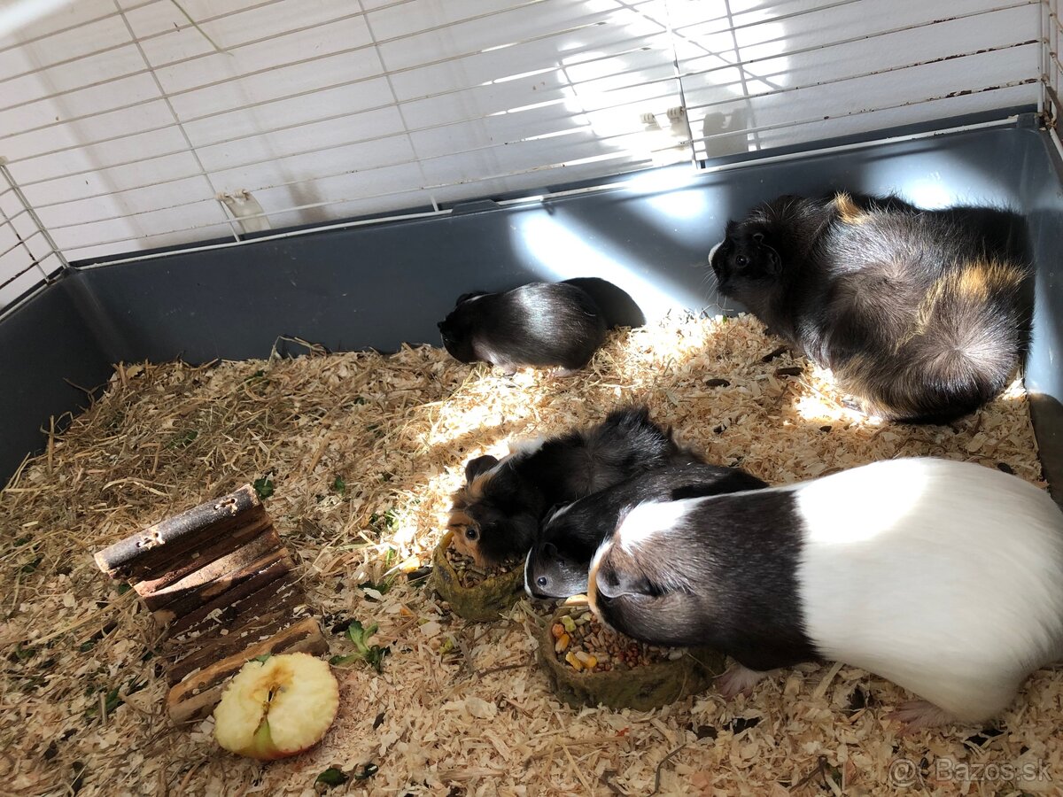 Morské prasiatka - 4