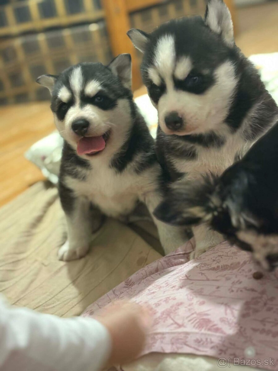 Sibírsky husky na predaj - 4