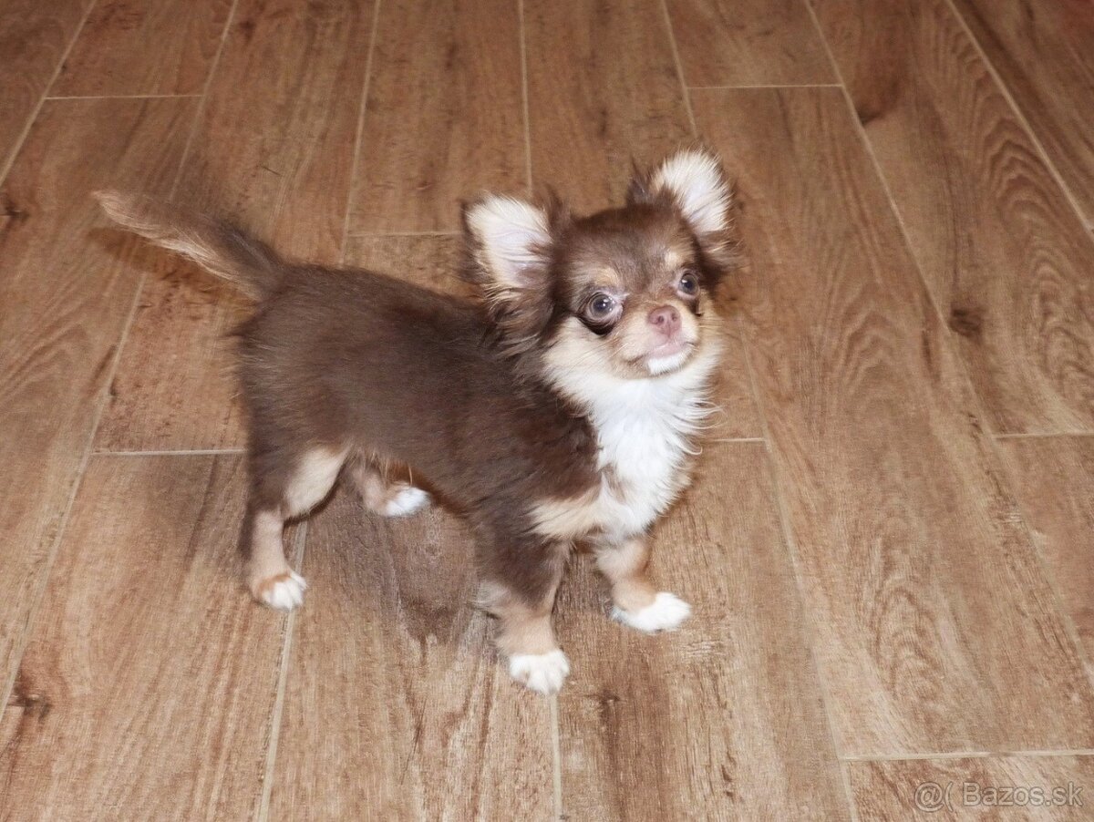 ČIVAVA - psík s PP - 4