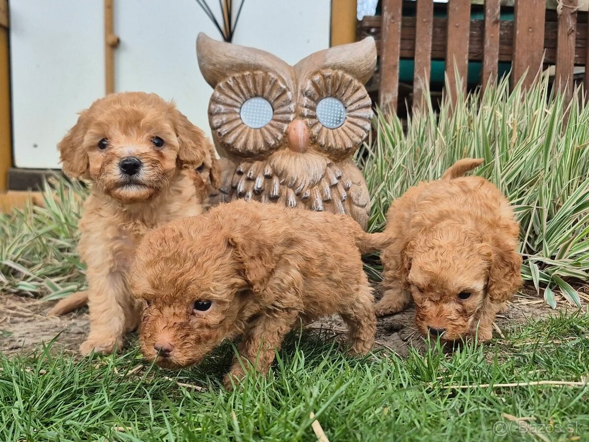 Predam stenata Pudel maly - 4