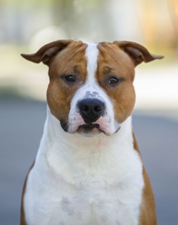 Amira 🐶 Americký Stafordšírsky teriér s PP 🐾🩷🩵 - 4