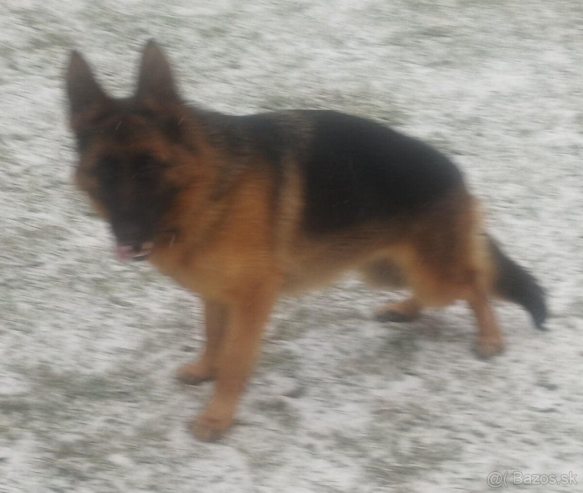 Nemecký ovčiak - 4