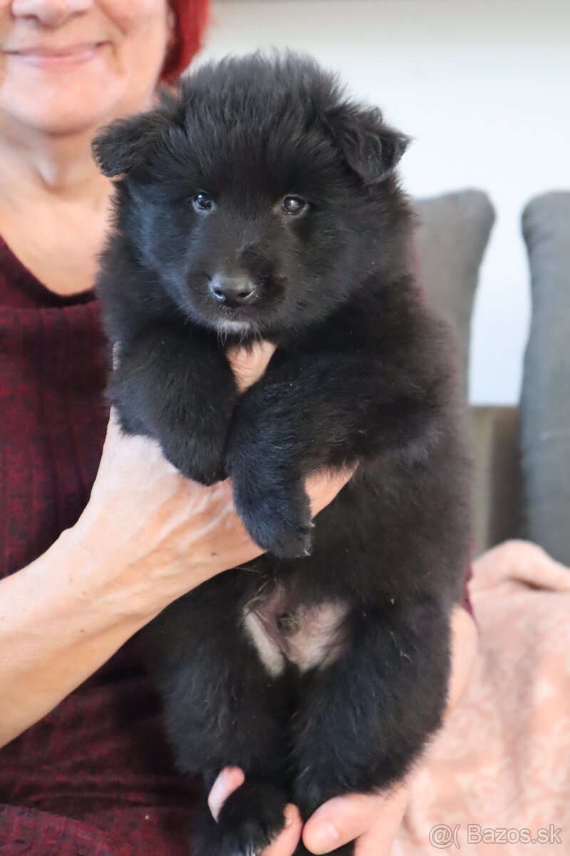 Belgický ovčiak groenendael FCI s PP po šampiónoch - 4