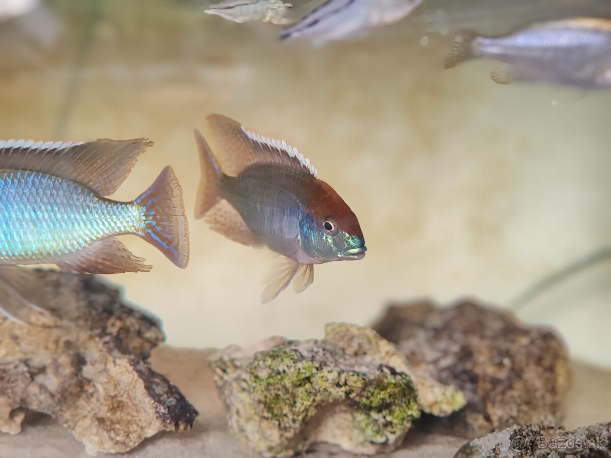 Lethrinops red cap - 4