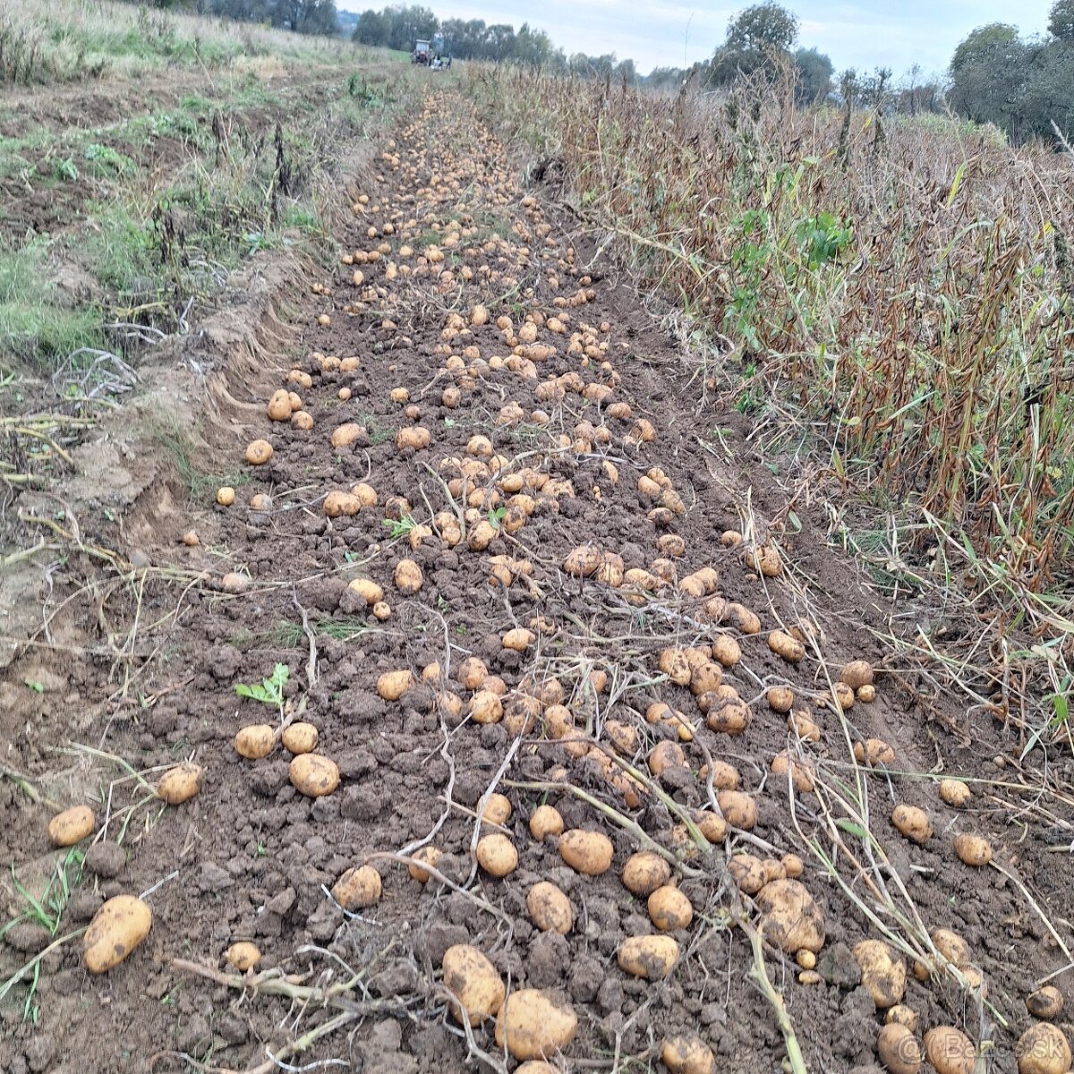 Sadbové zemiaky Soraya - 4