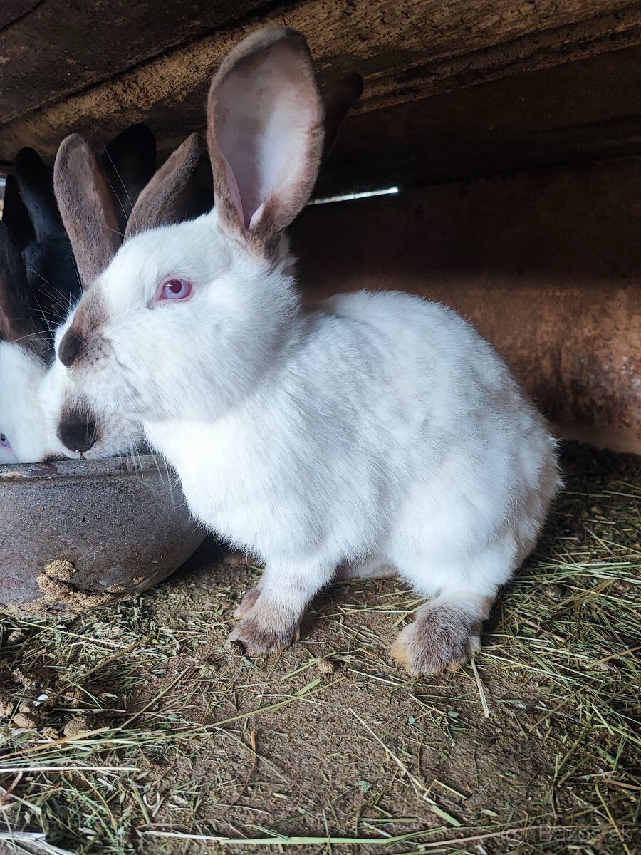 Kalifornsky biely králik - 4
