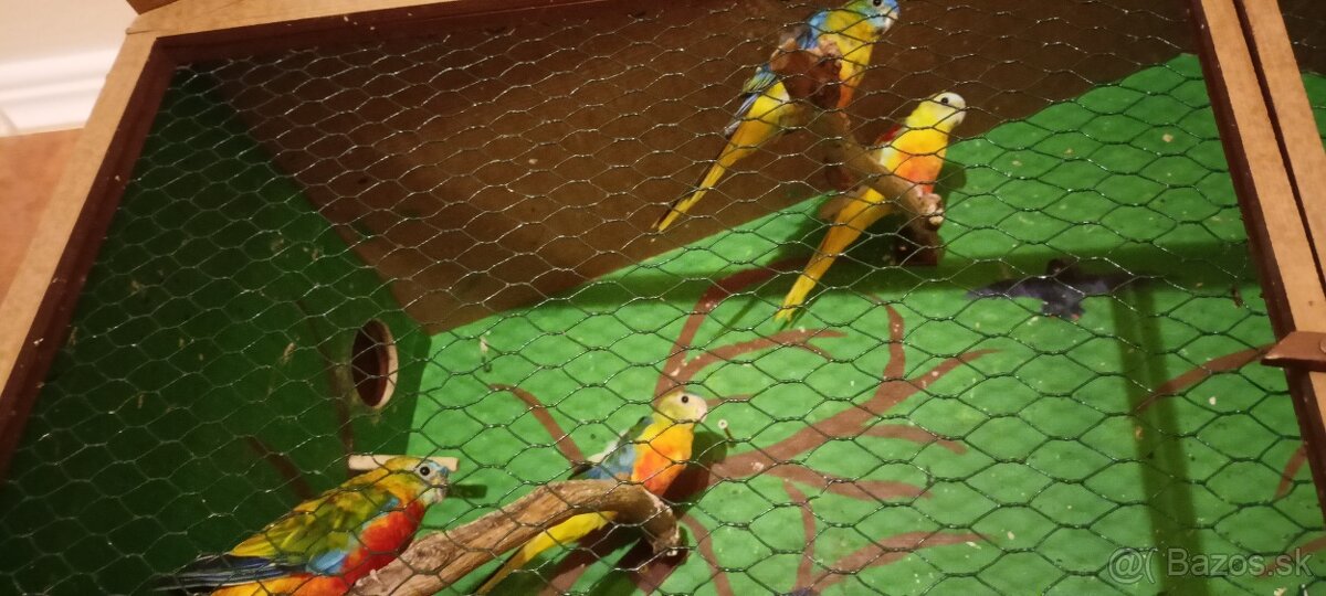 Neofema tyrkysová - 4