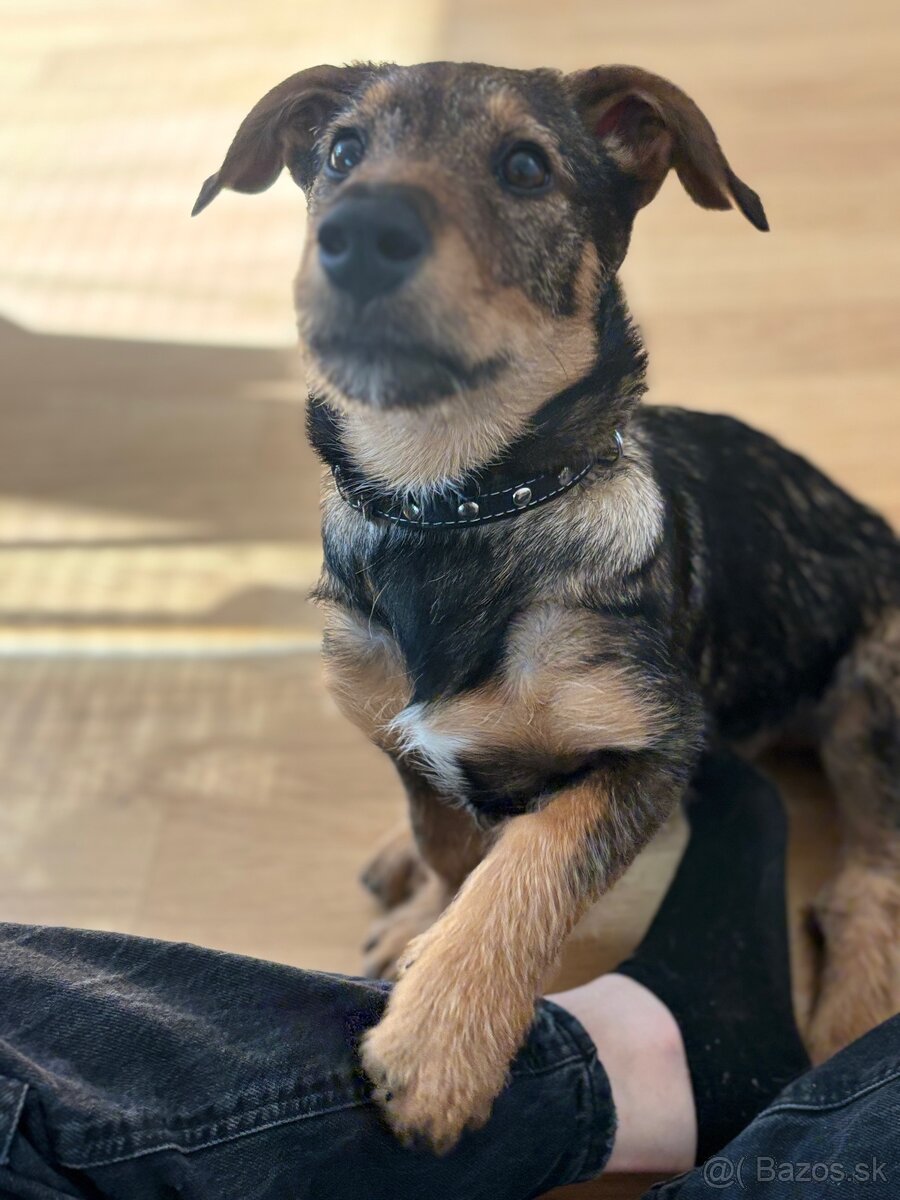 Predám šteniatko - 4