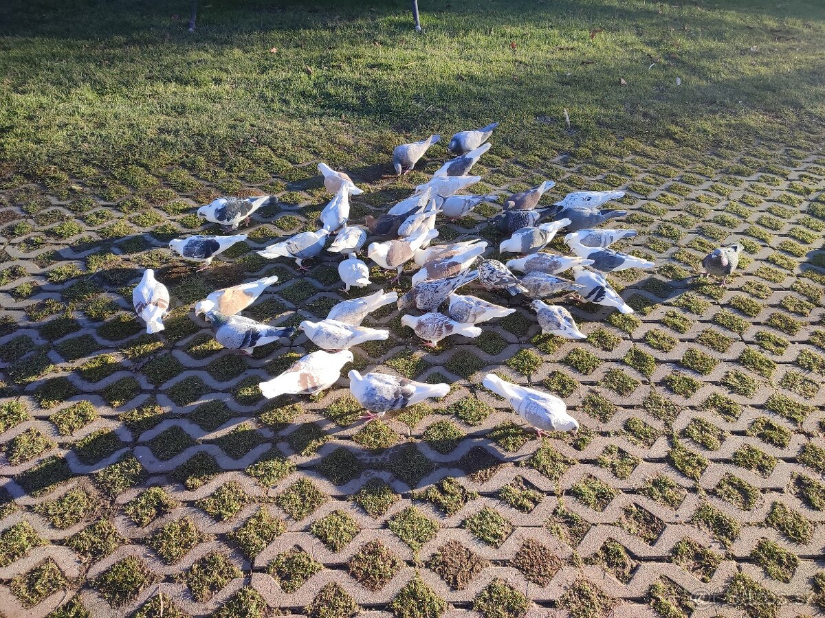 Poštové holuby - 4