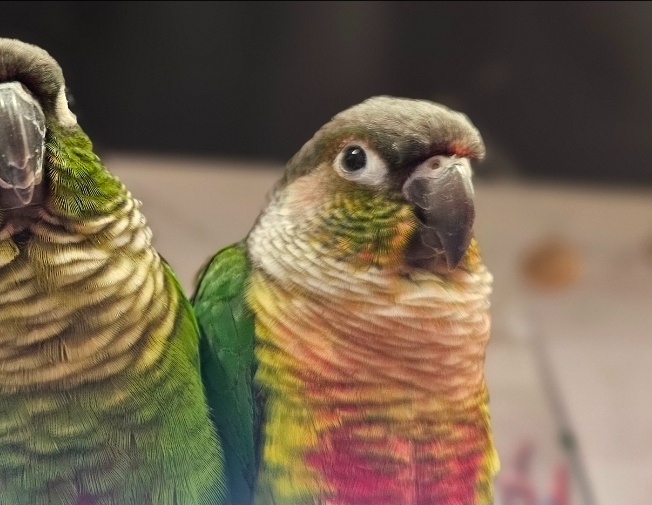 Predám papagája – Pyrrhura (samec) - 4