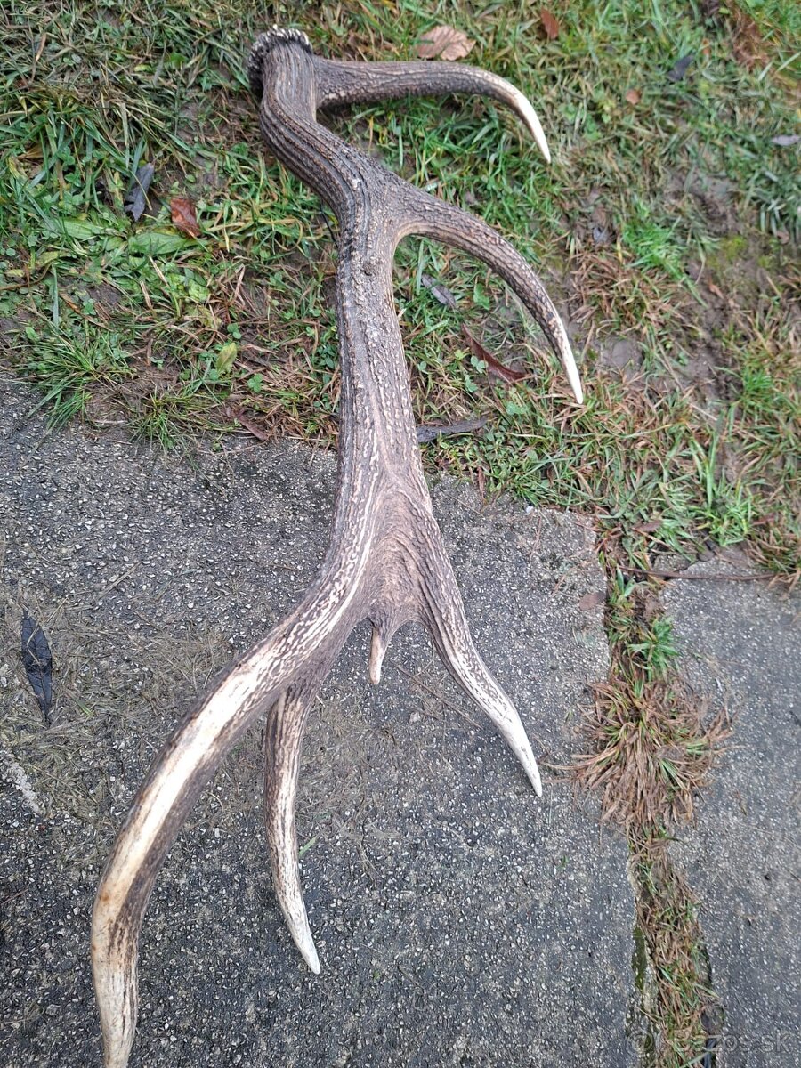 parohy,zhody,parozie,trofeje - 4