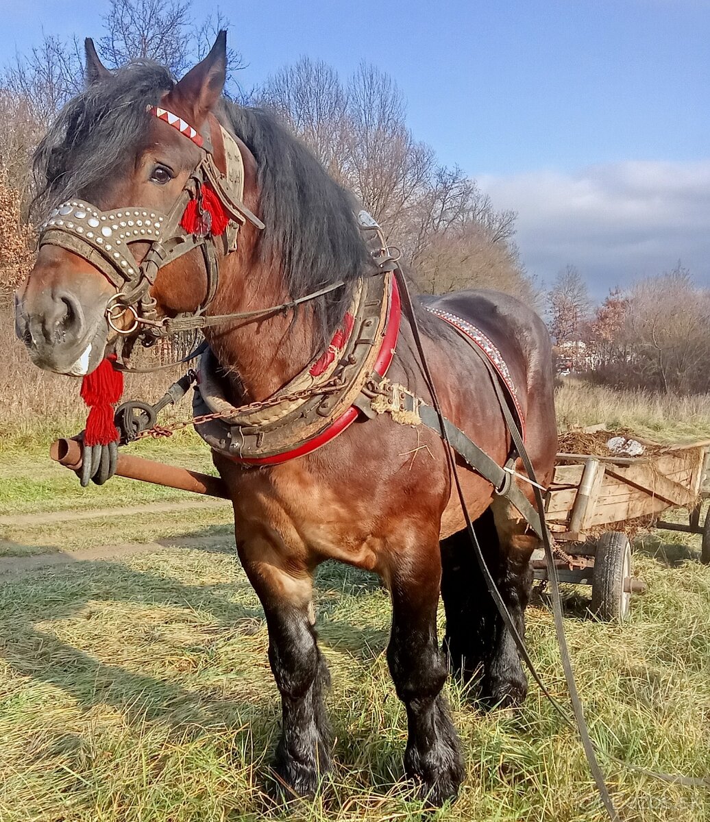 Predám-vymením Žrebca ovláda lesné práce - 4