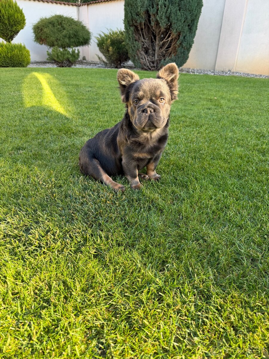 Francuzsky buldoček fluffy big rope fenka a psík - 4