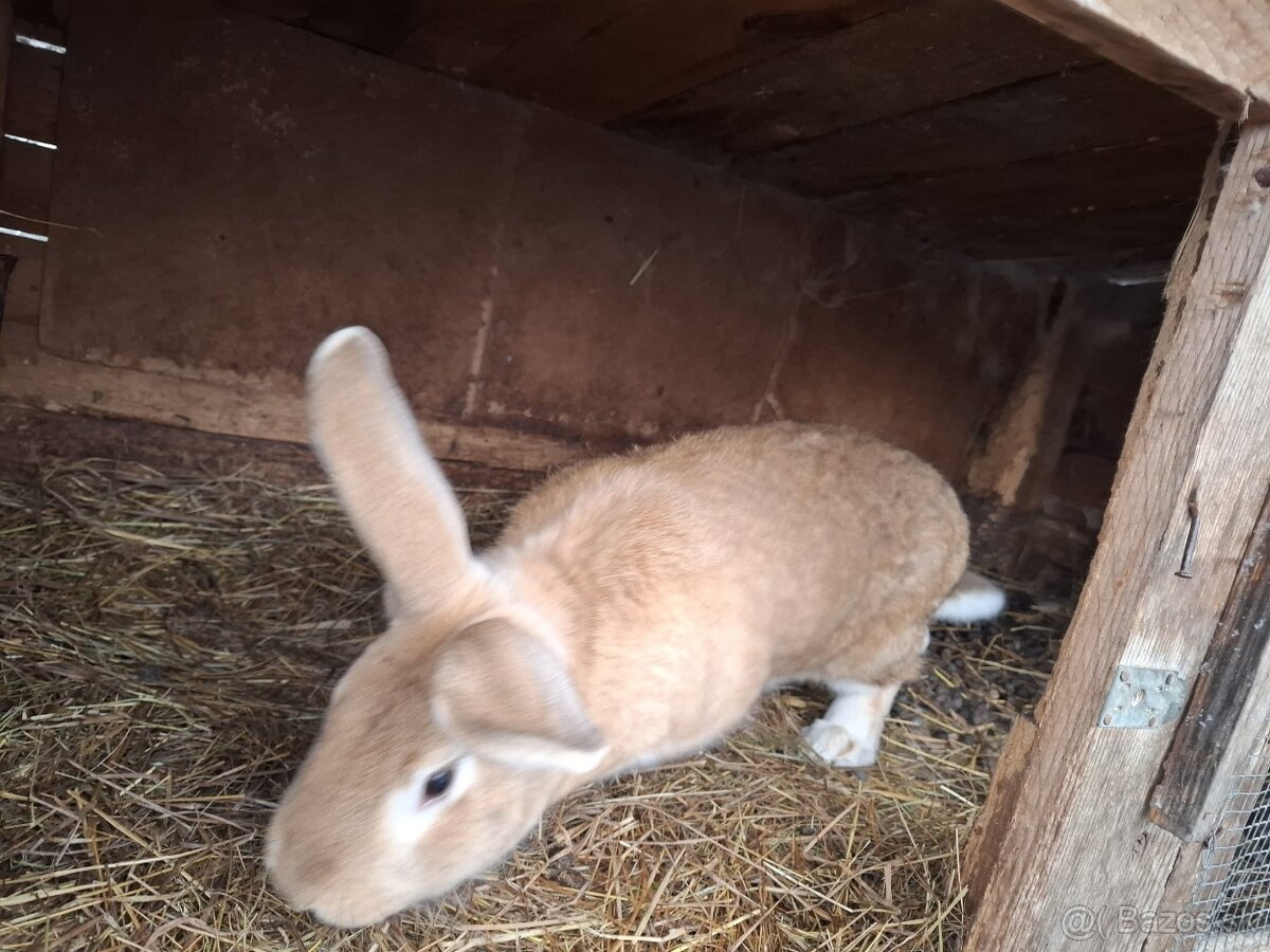 Zajace na predaj - 4