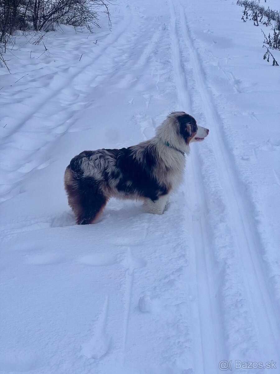 Austrálsky ovčiak s PP - 4