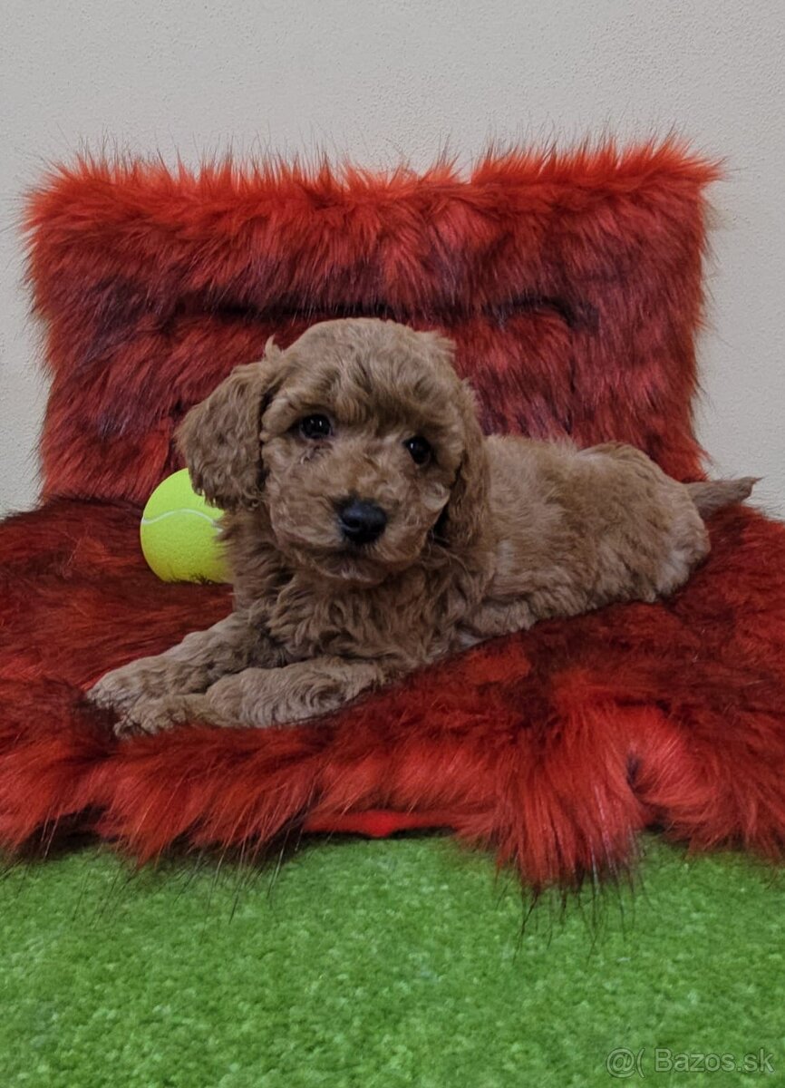 Šteniatka Pudlik, pudel toy - 4