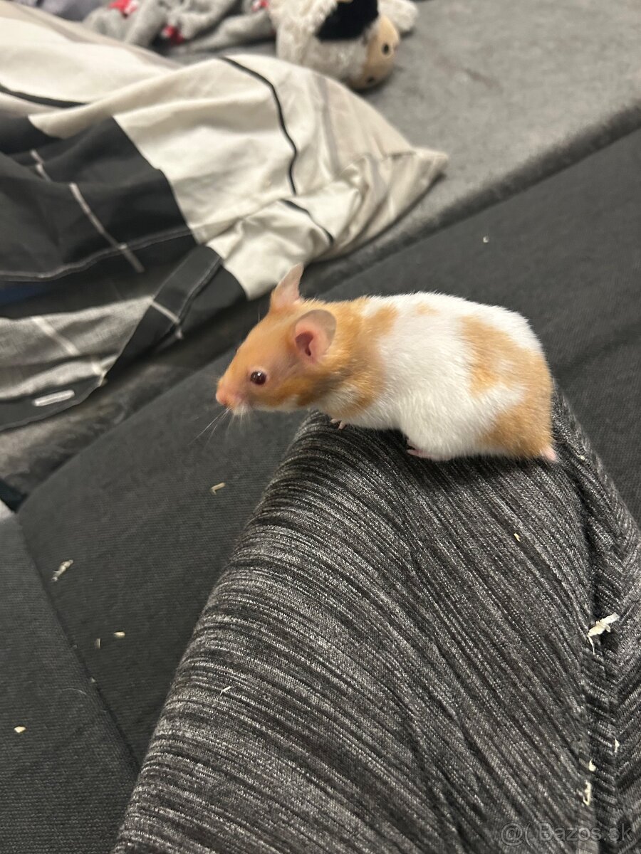 Škrečok sýrsky - 4