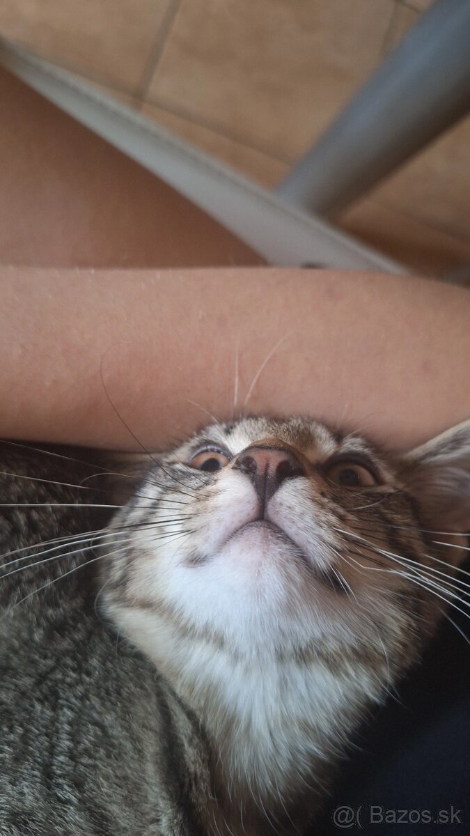 Darujem mačiatko - 4