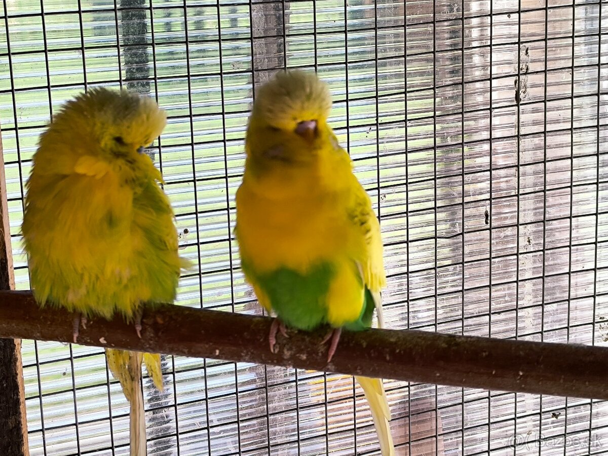 Andulky výstavný typ - 4