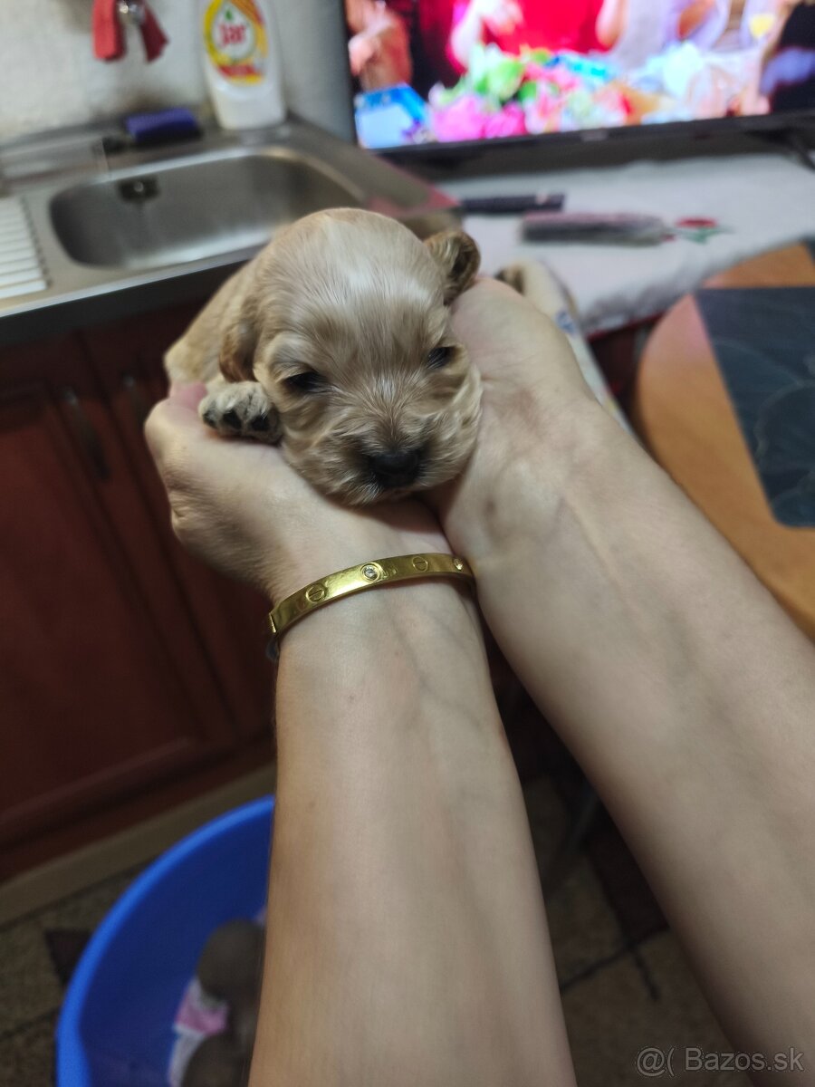 Predám anglických kokerspanielov zlatych - 4