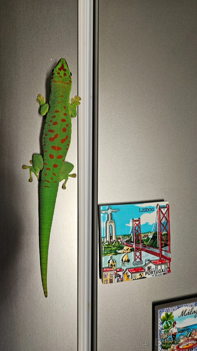 Felzuma Madagaskarská - 4