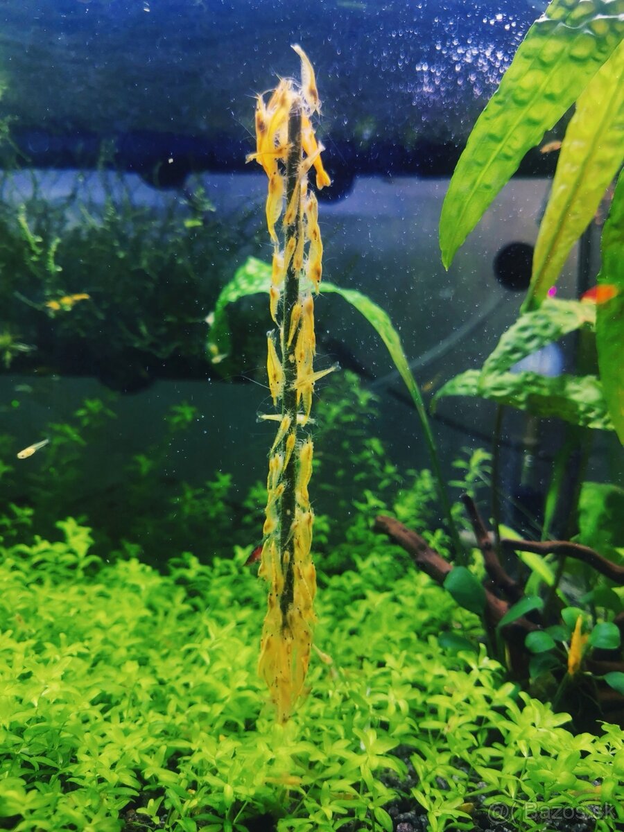 Lízatka pre krevetky - 4