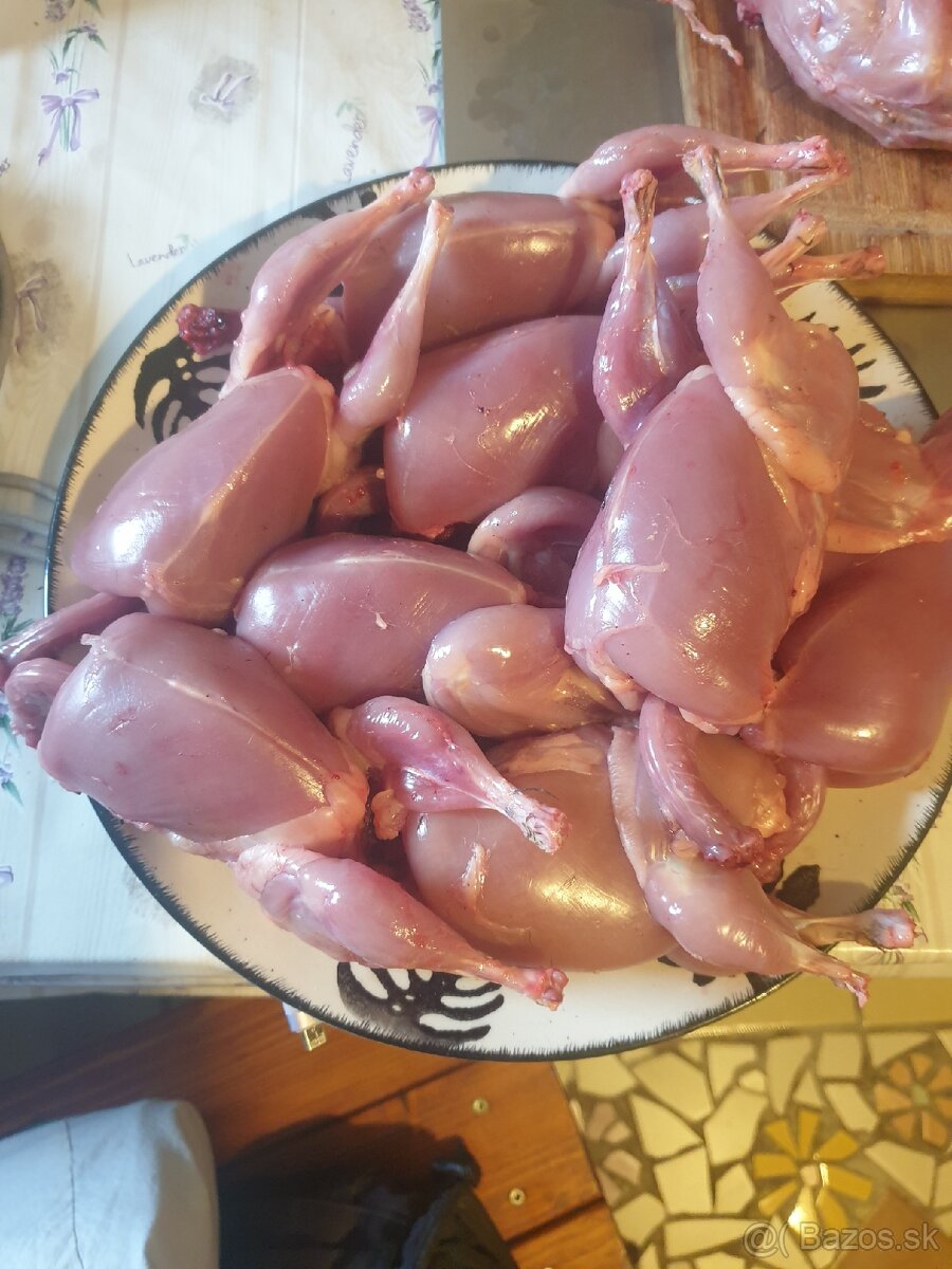 Japonské prepelice Faraon - 4