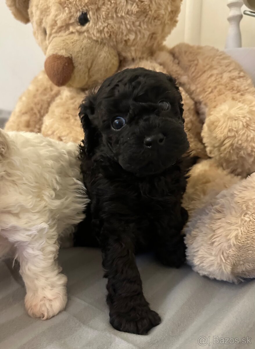 Trpaslíčí pudlik pudel - 4