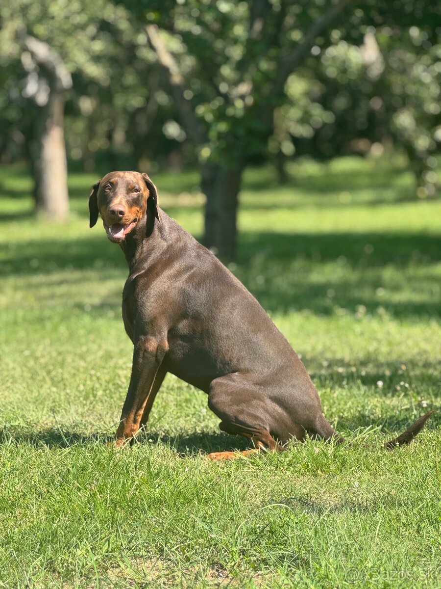 Doberman - 4