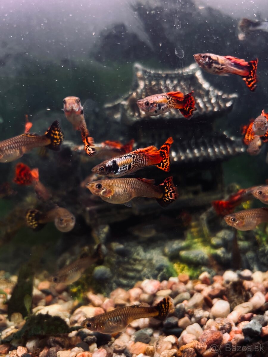 Gupka dúhová Vlastného odchovu - 4