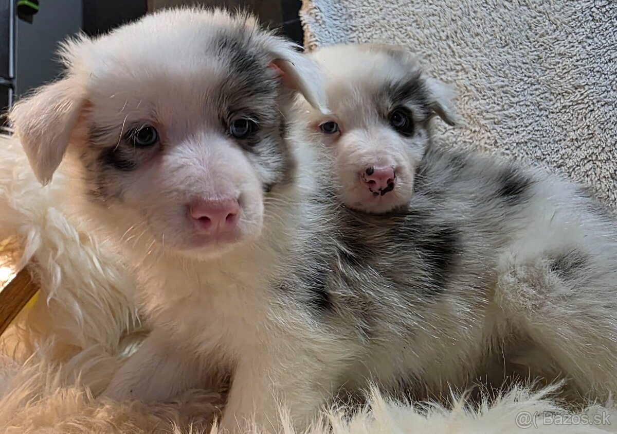 Border Collie, kólia - 4