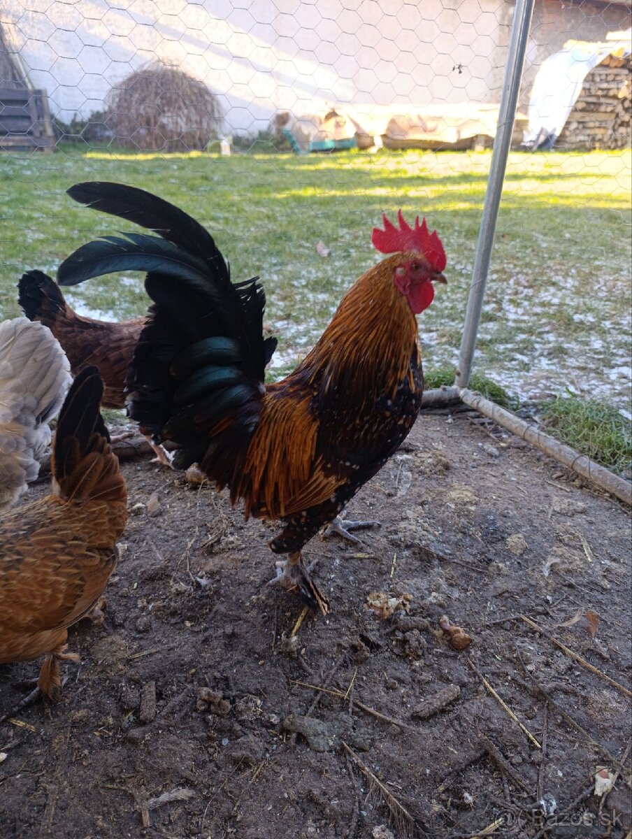 Predám kohútiky Milferky - 4