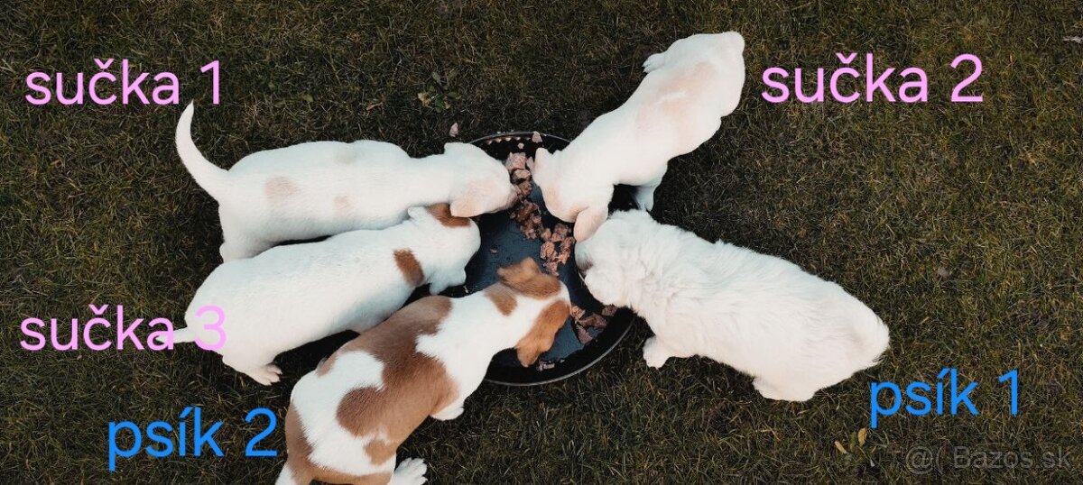 Darujem šteniatka - 4