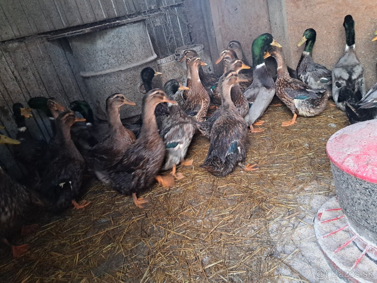 Ruánska kačica - 4