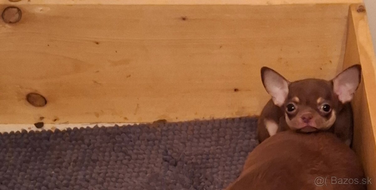 čivava - bračekovia - 4