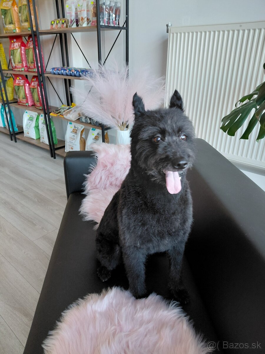 Nový Salón pre psov Lusi vo Svite. - 4