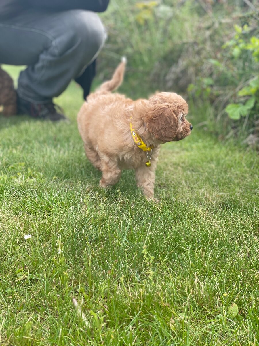 Cavapoo šteniatko - 4