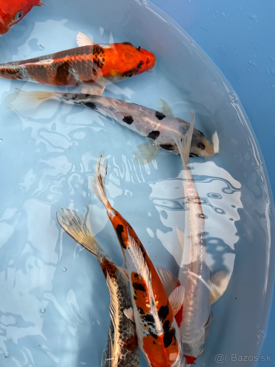 Koi kapor - 4