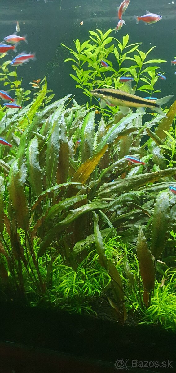 Akvarijné rastliny - 4