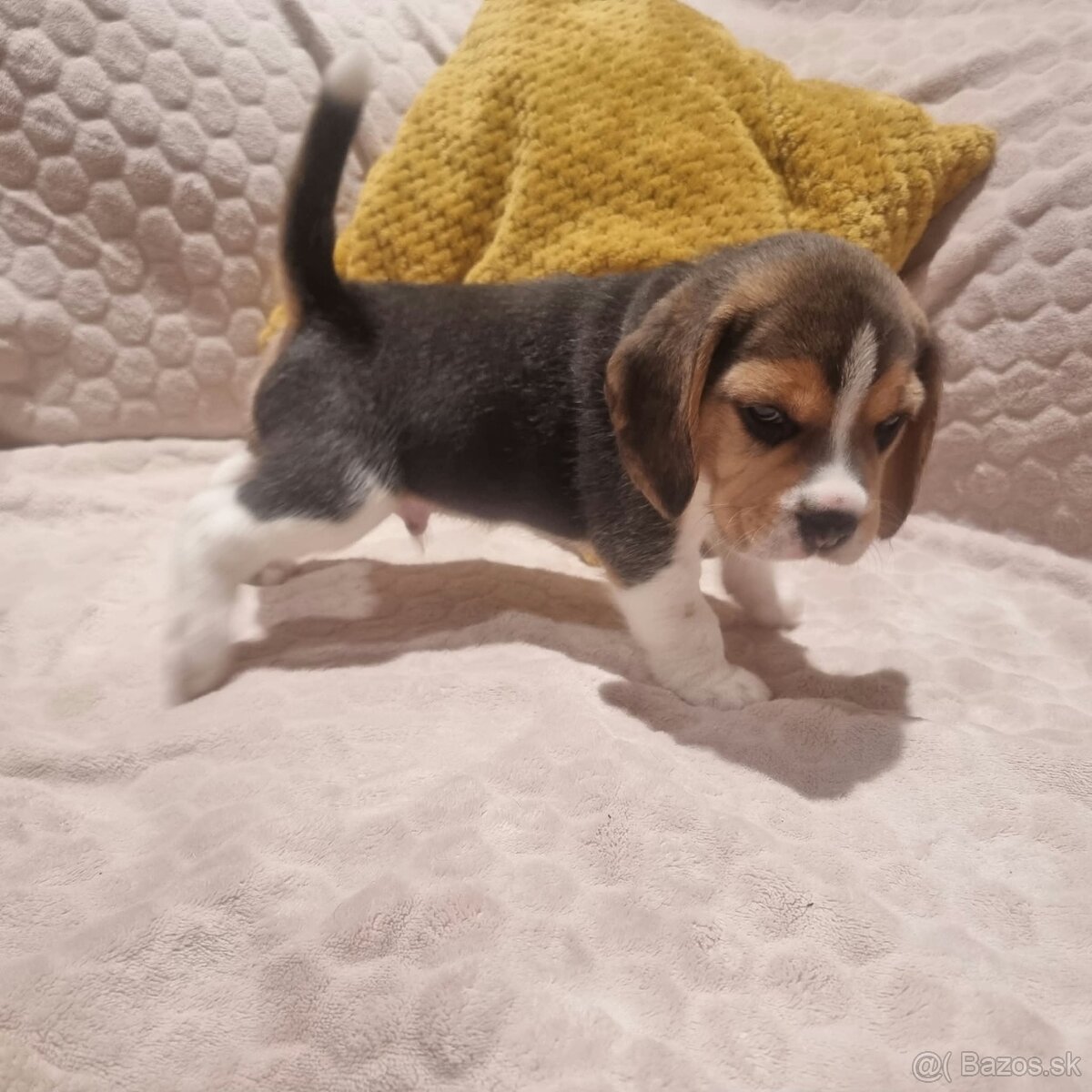 Bígel, Beagle, štěňátka - 4