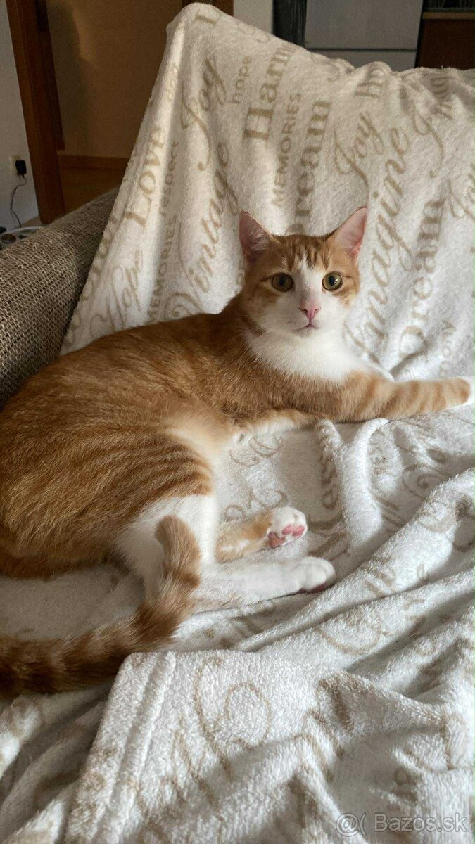 Darujem do dobrých ruk mačičky - 4