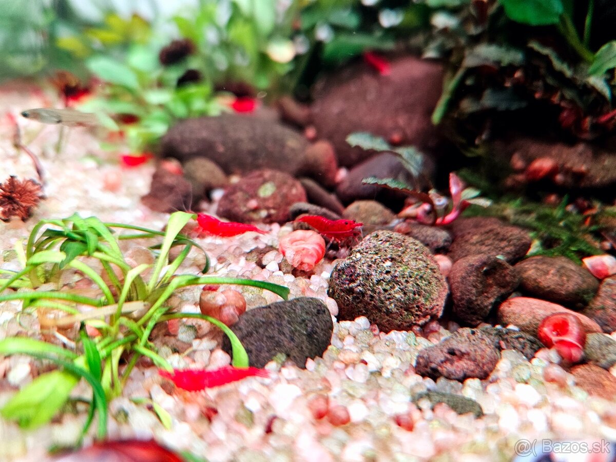 Krevetky - Neocaridina davidi bloody mary - 4