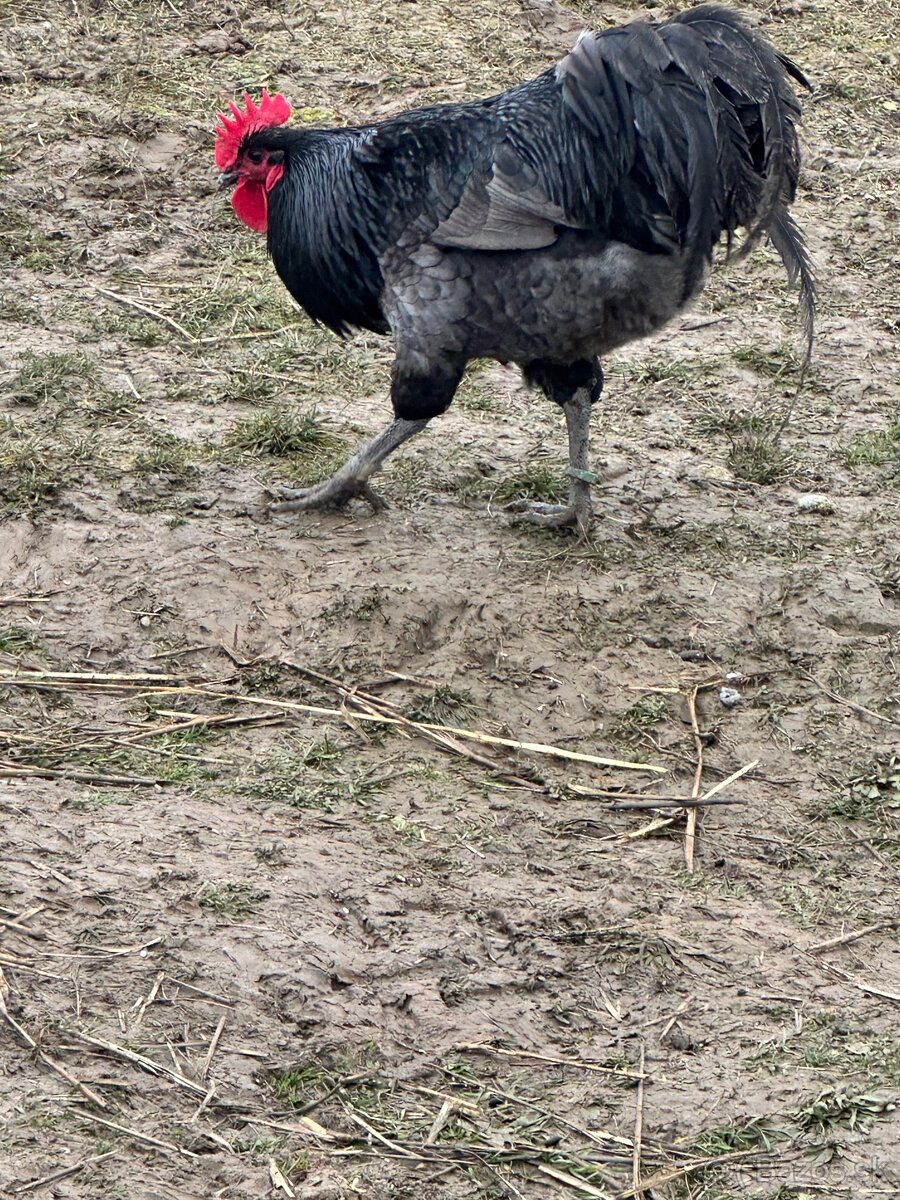 Australorpka - 4