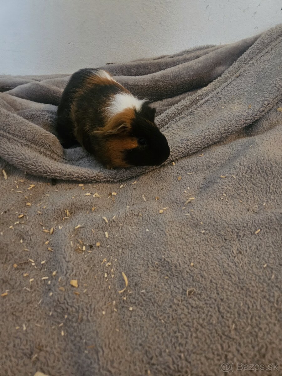 Morske prasiatka - 4