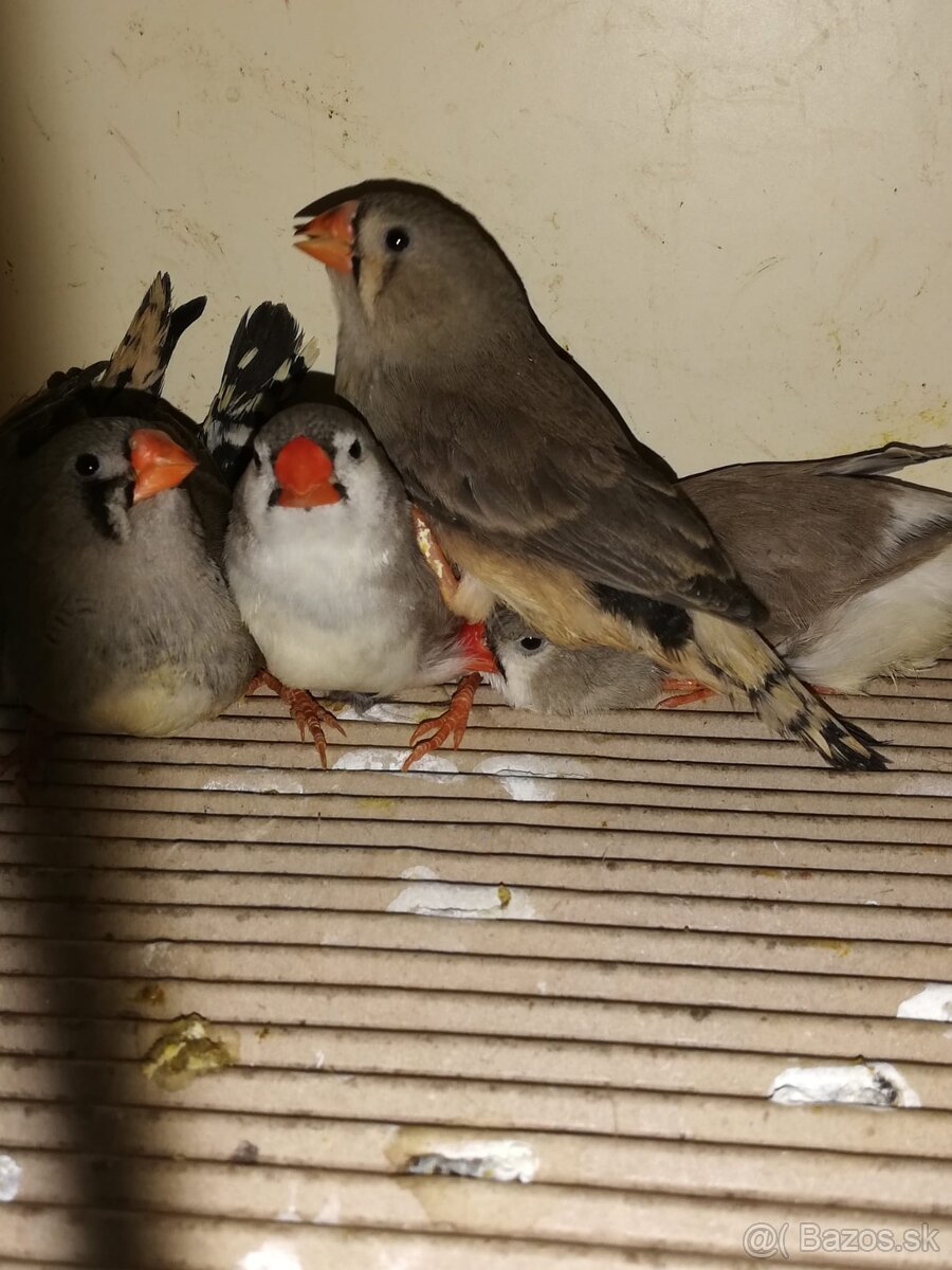 Predám zebricky - 4