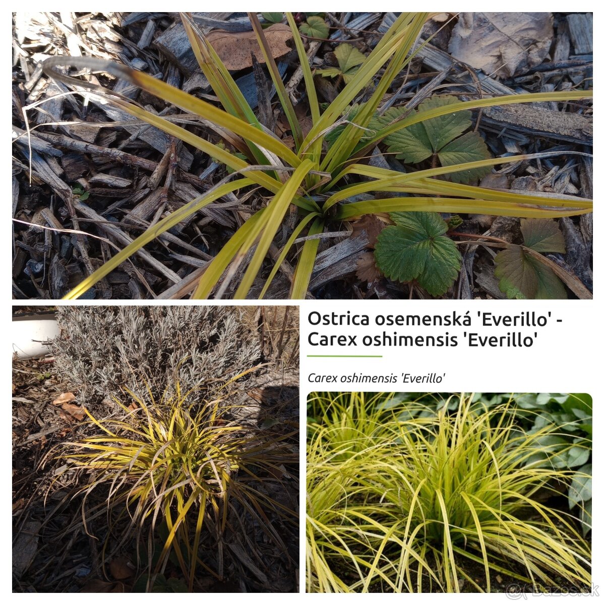 Trvalkový záhon do tieňa - 4