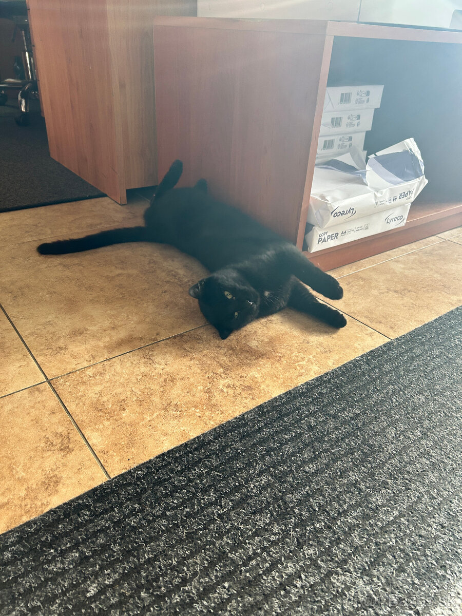 Darujem do dobrý rúk - 4