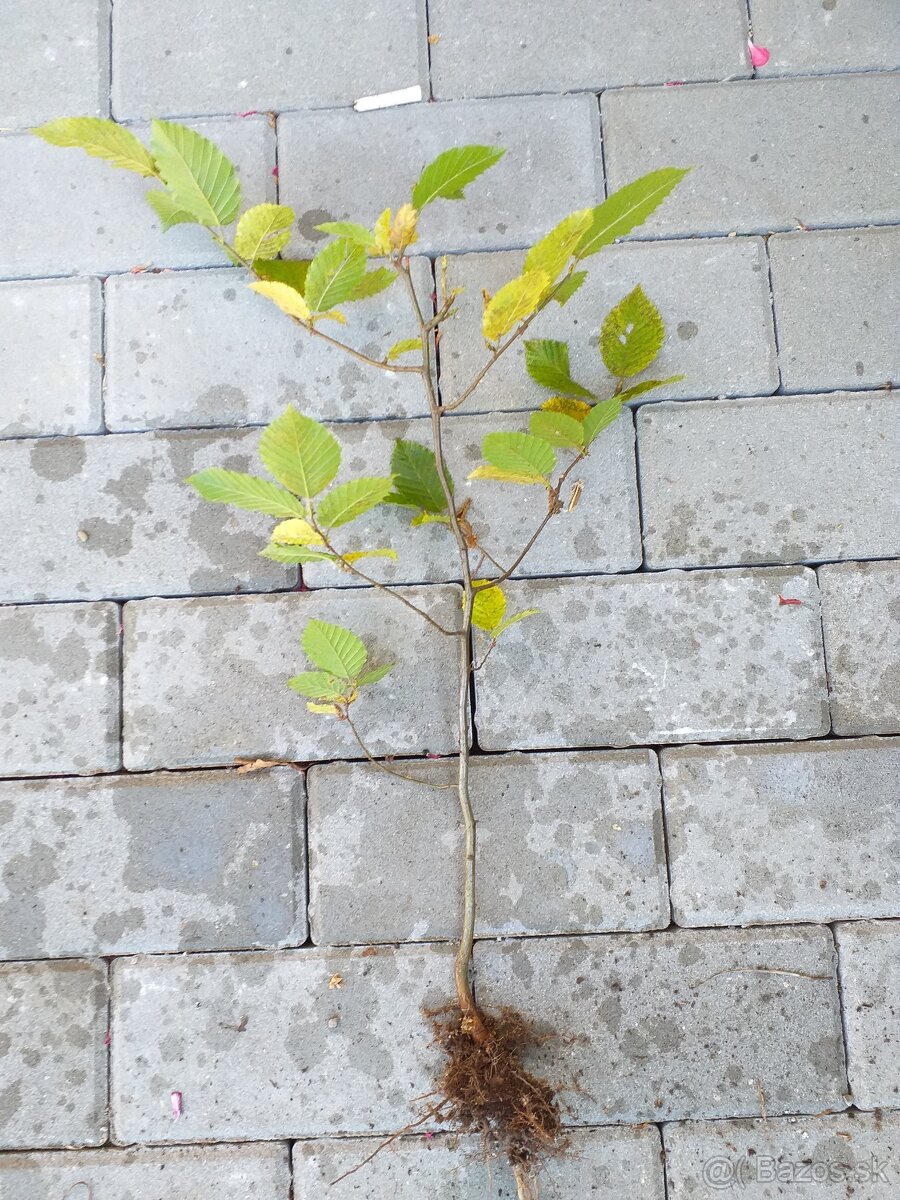 Hrab obyčajný a hrab bonsaj - 4