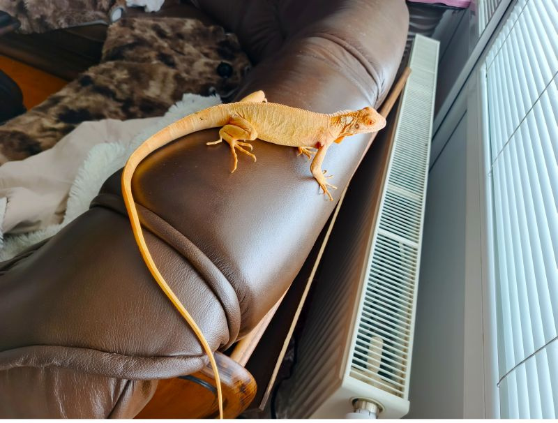 Pár leguán Albíno - 4